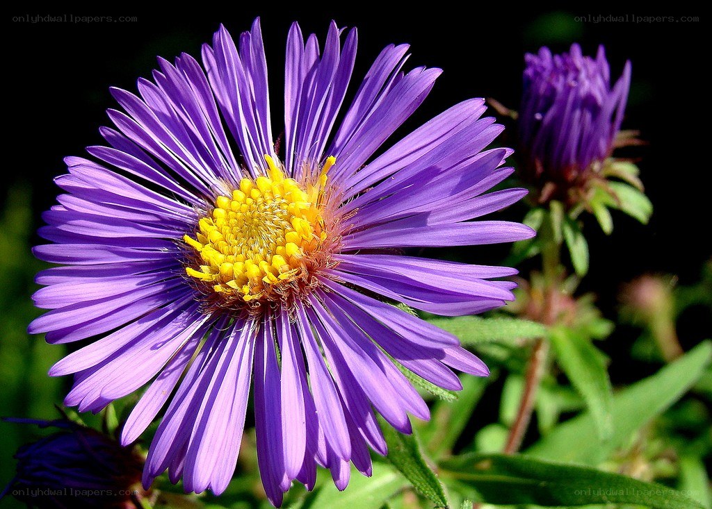 purple aster flower in bloom