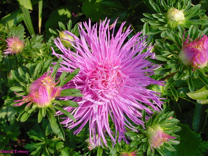 Purple aster flower in bloom