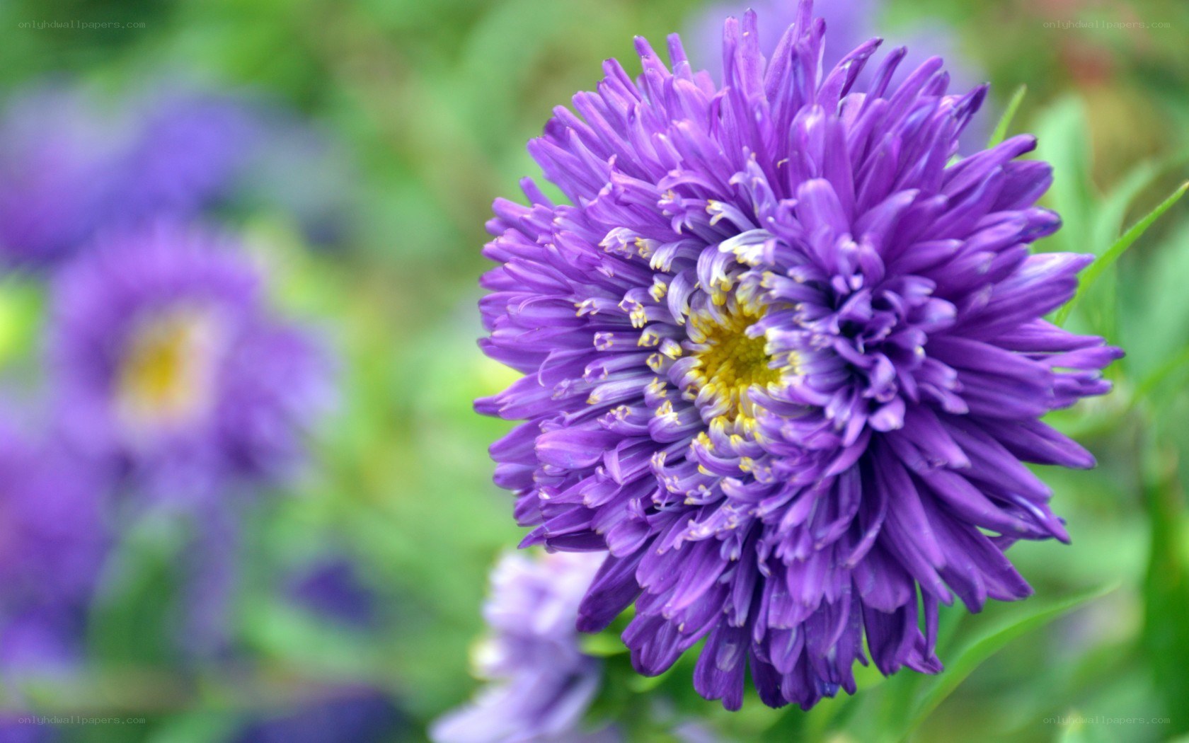 Purple aster flower in bloom