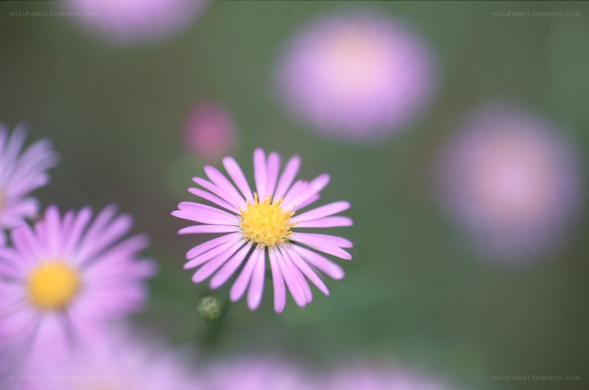 purple aster flower in focus