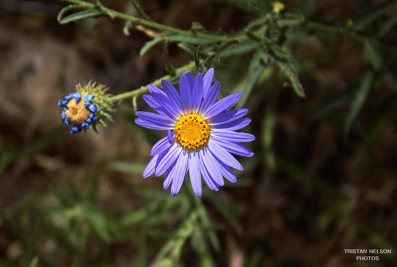 Purple Aster Flower — Natural, Afternoon, Photograph