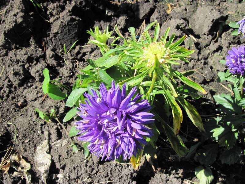 Purple Aster Flower — Natural, Afternoon