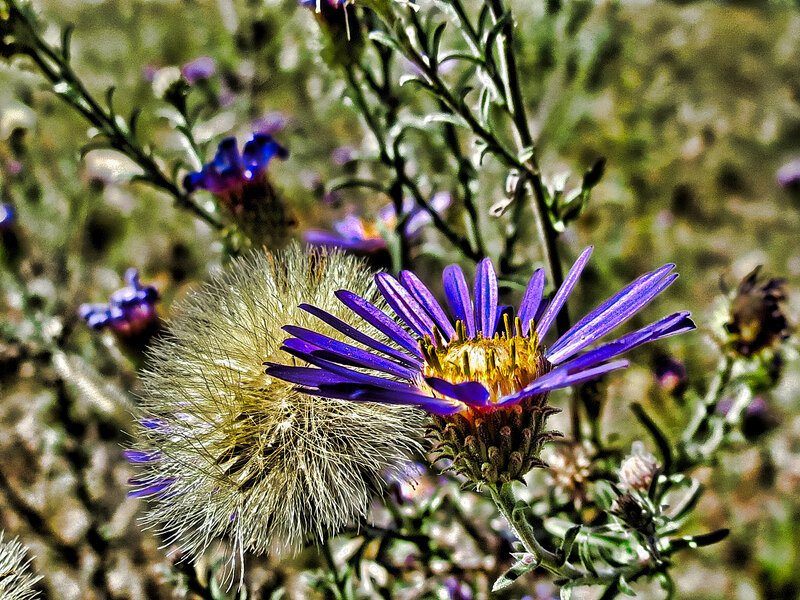 Purple Aster Flower — Natural