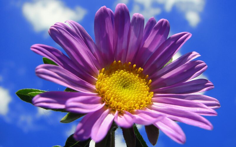 Purple Aster Flower — Serene, Afternoon, Photograph
