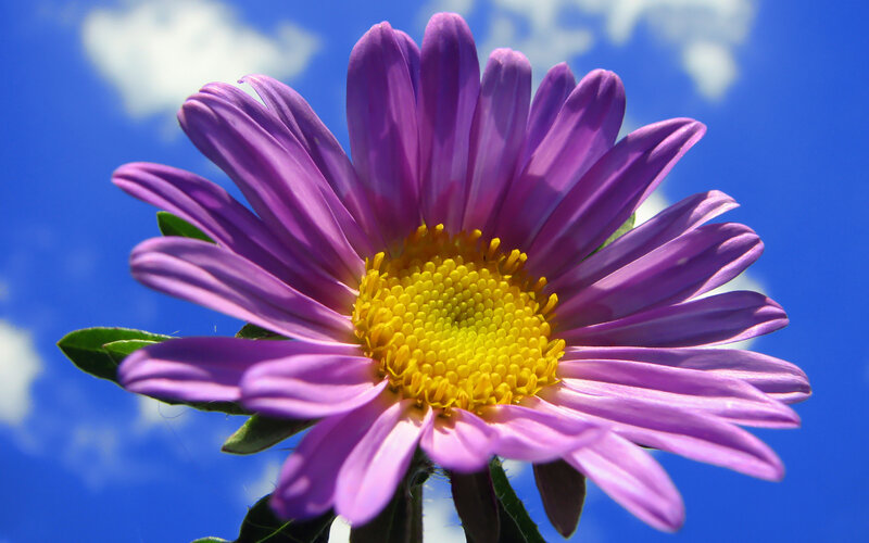 Purple Aster Flower — Serene, Afternoon, Photograph, Yellow Center