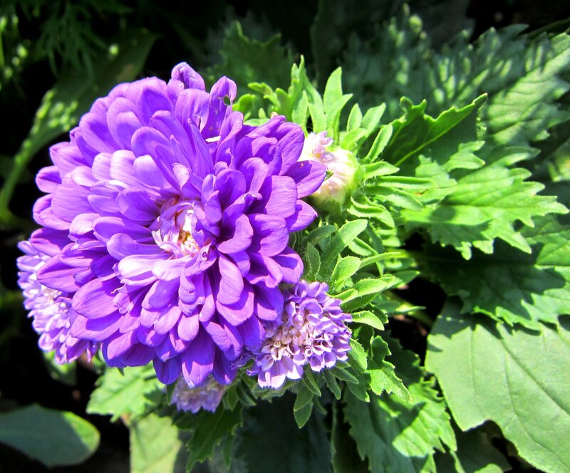 Purple Aster Flower — Serene, Afternoon