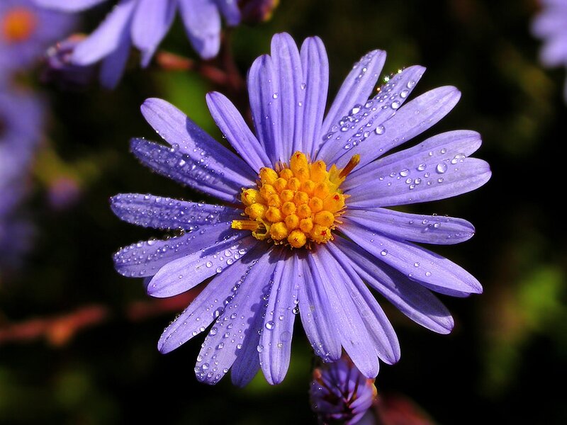 Purple Aster Flower — Serene, Morning