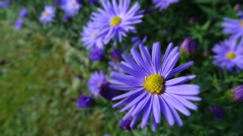 Purple Aster Flower — Serene, Summer