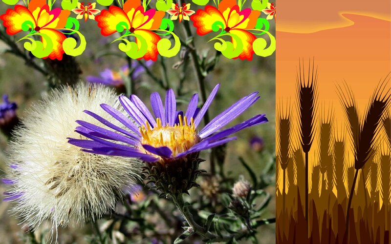 Purple Aster Flower — Serene, Sunset