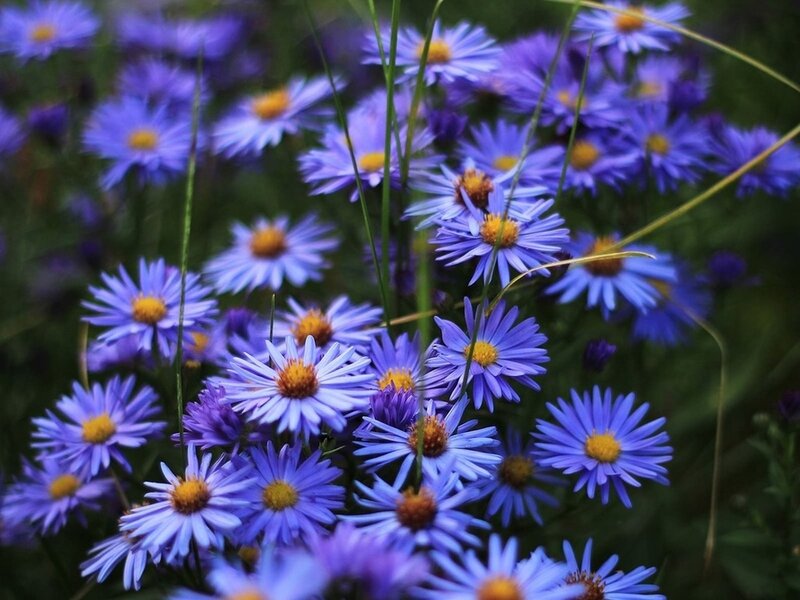Purple Aster Flowers — Blue