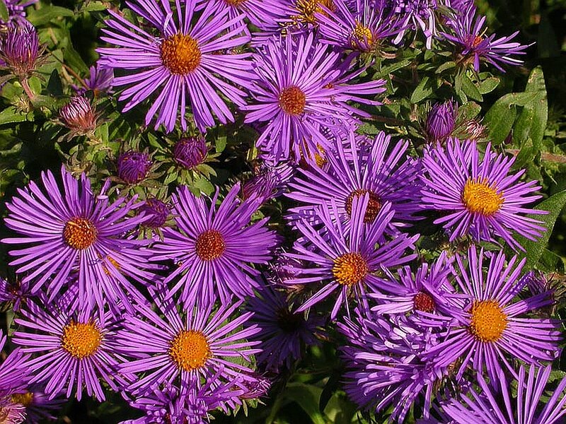 Purple Aster Flowers — Bright