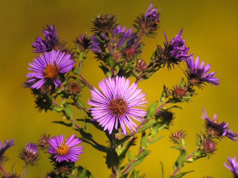Purple Aster Flowers — Calm, Afternoon, Photograph, Green Stems