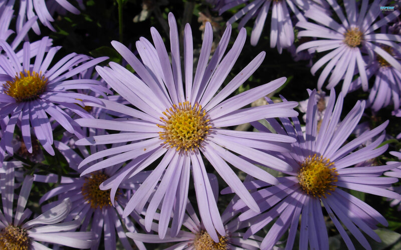 Purple Aster Flowers — Calm, Afternoon, Photograph, Yellow Centers