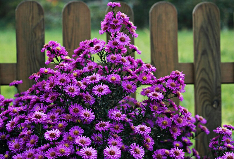 Purple Aster Flowers — Calm, Afternoon