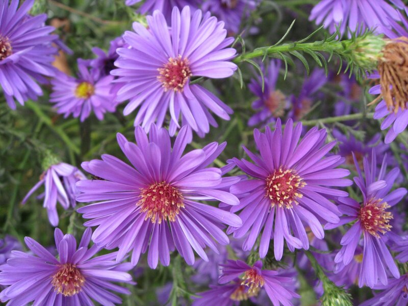 Purple Aster Flowers — Calm, Autumn, Photograph, Green Stems