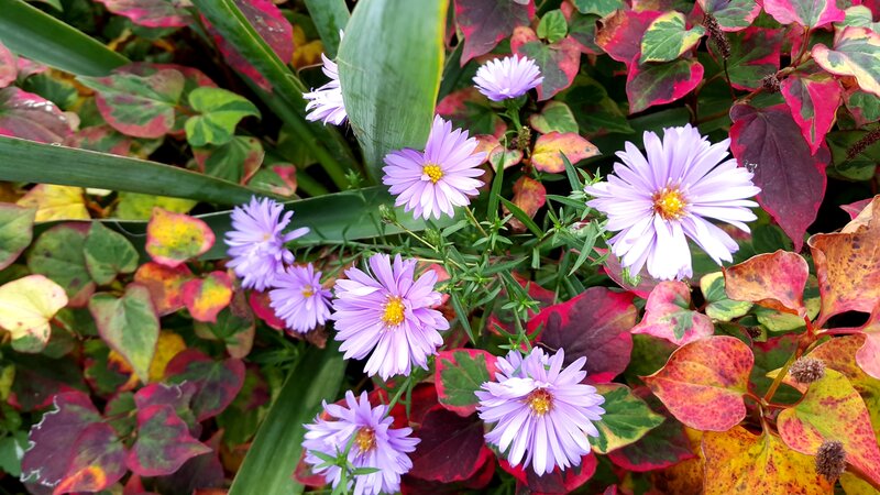 Purple Aster Flowers — Calm, Autumn, Photograph, Leaves, Plants