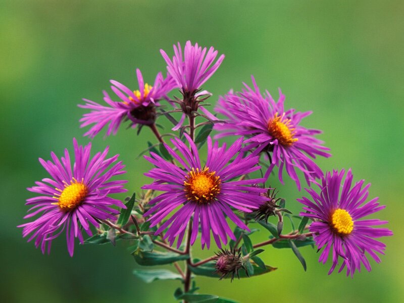 Purple Aster Flowers — Calm, Autumn, Photograph, Yellow Centers