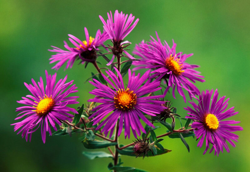 Purple Aster Flowers — Calm, Autumn