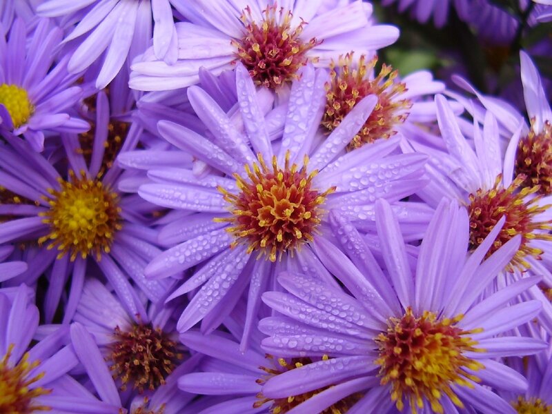 Purple Aster Flowers — Calm, Morning