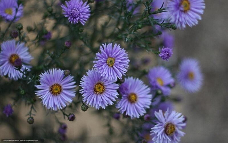 Purple Aster Flowers — Calm, Photograph, Buds