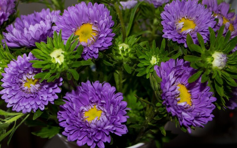 Purple Aster Flowers — Calm, Photograph, Green Leaves
