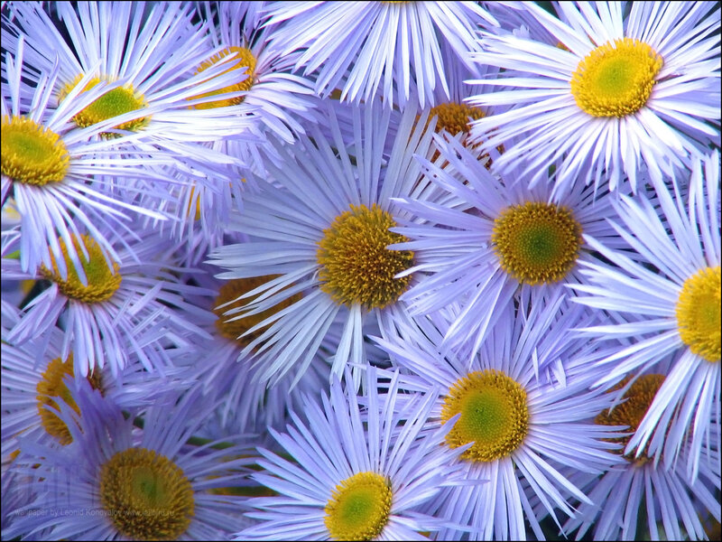 Purple Aster Flowers — Calm, Photograph