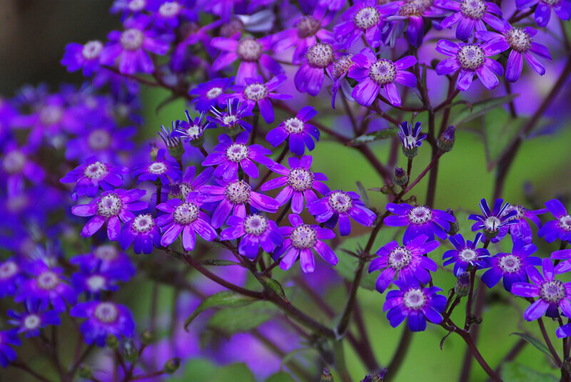 Purple Aster Flowers — Calm, Spring, Photograph, Buds, Green Leaves