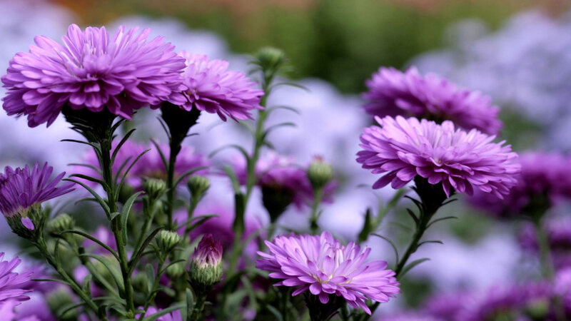 Purple Aster Flowers — Calm, Spring, Photograph, Buds