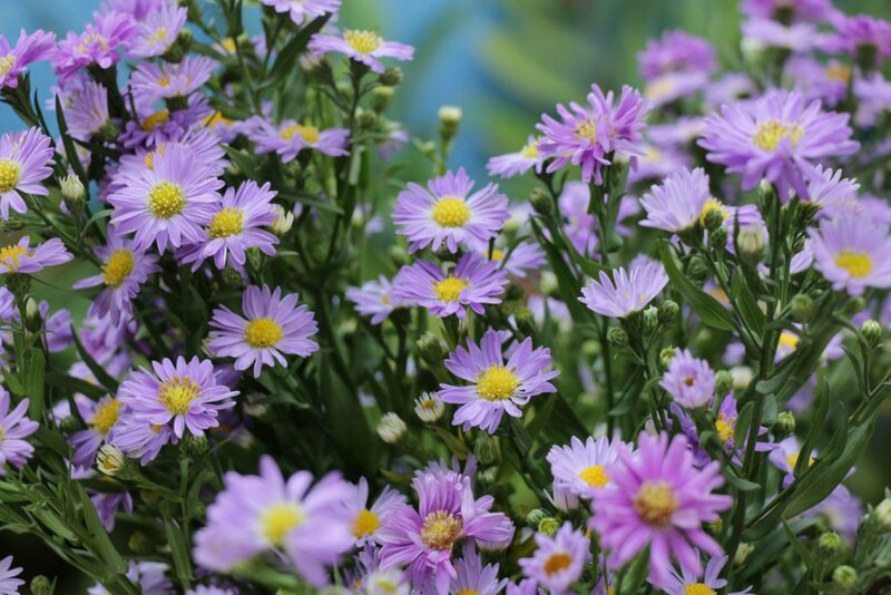Purple Aster Flowers — Calm, Spring, Photograph, Green Stems