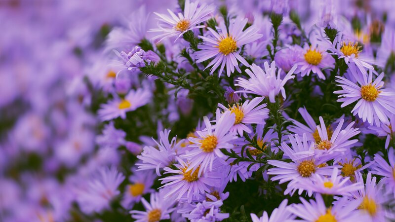 Purple Aster Flowers — Calm, Spring, Photograph, Green Stems, Yellow Centers