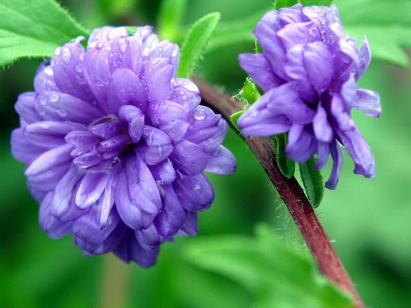 Purple Aster Flowers — Calm, Spring, Photograph