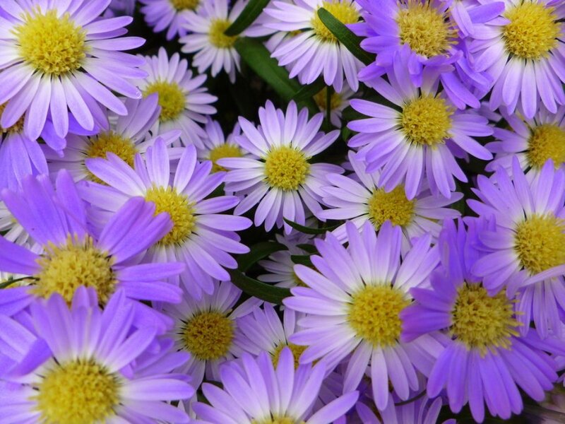 Purple Aster Flowers — Calm, Spring, Photograph, Yellow Centers