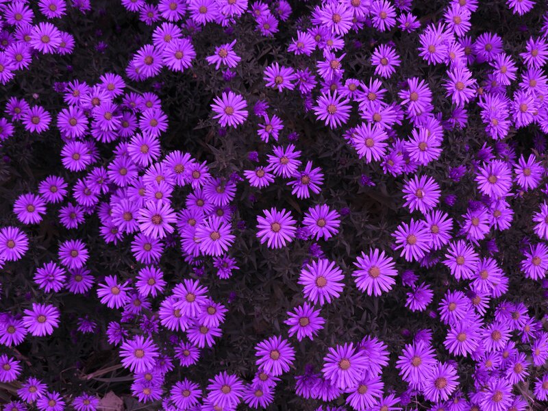 Purple Aster Flowers — Calm, Spring