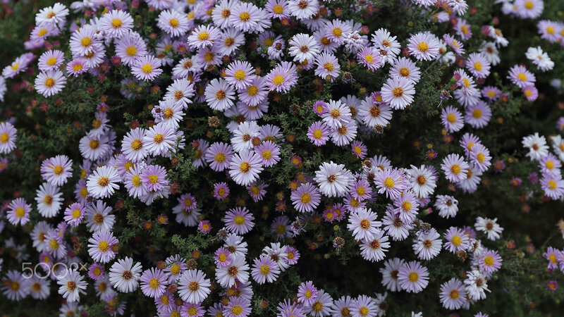 Purple Aster Flowers — Calm, Summer, Photograph, Green Foliage