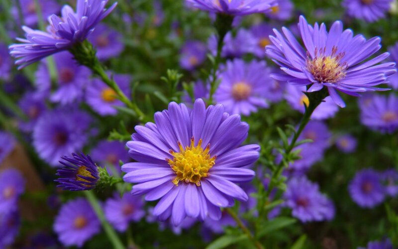 Purple Aster Flowers — Calm, Summer, Photograph, Green Stems, Yellow Centers