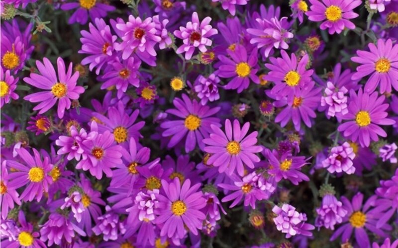 Purple Aster Flowers — Calm, Summer, Photograph