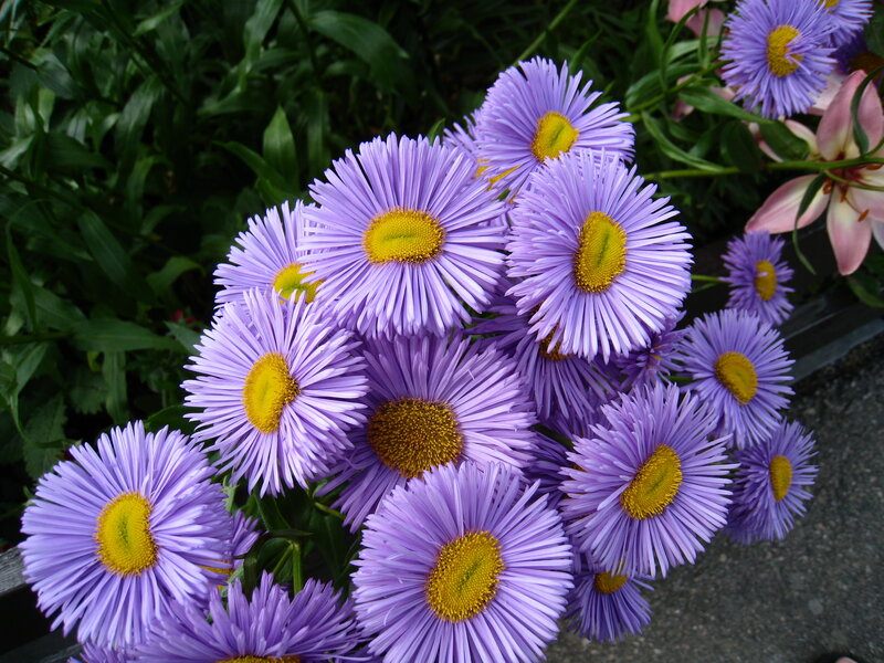 Purple Aster Flowers — Calm, Summer