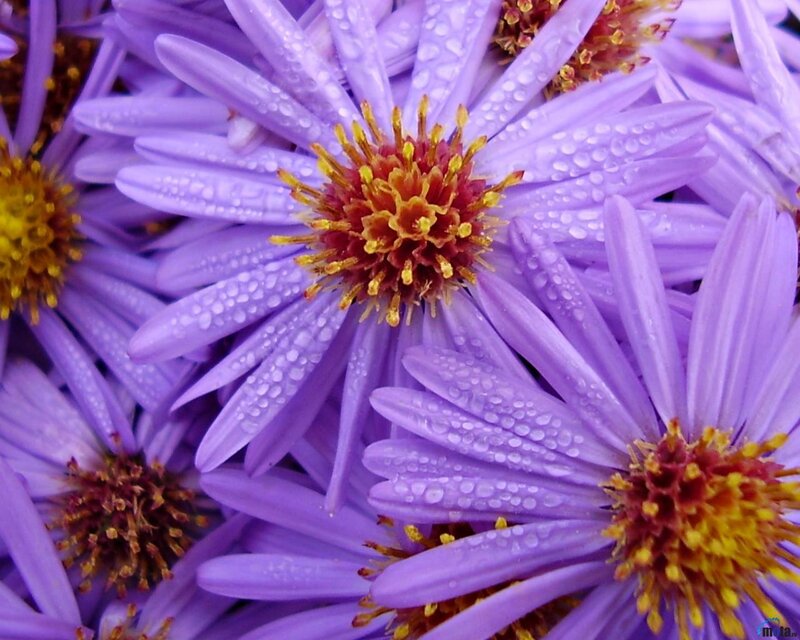 Purple Aster Flowers — Calm