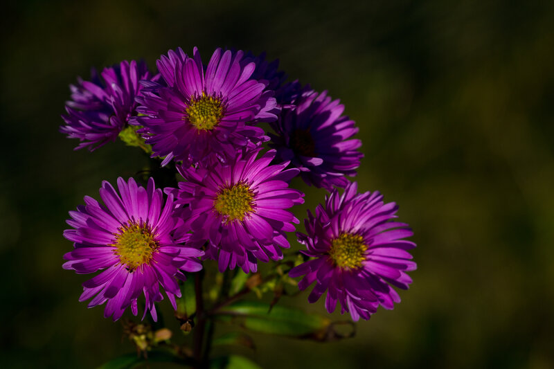 Purple Aster Flowers — Dramatic