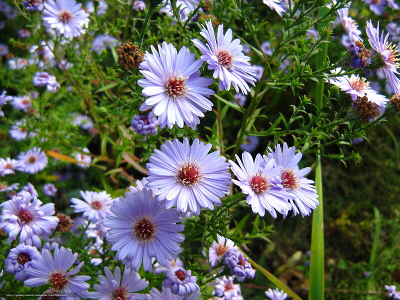 Purple aster flowers in bloom