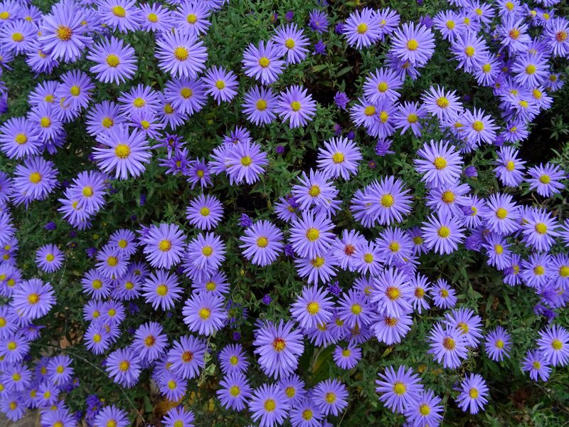 Purple aster flowers in bloom