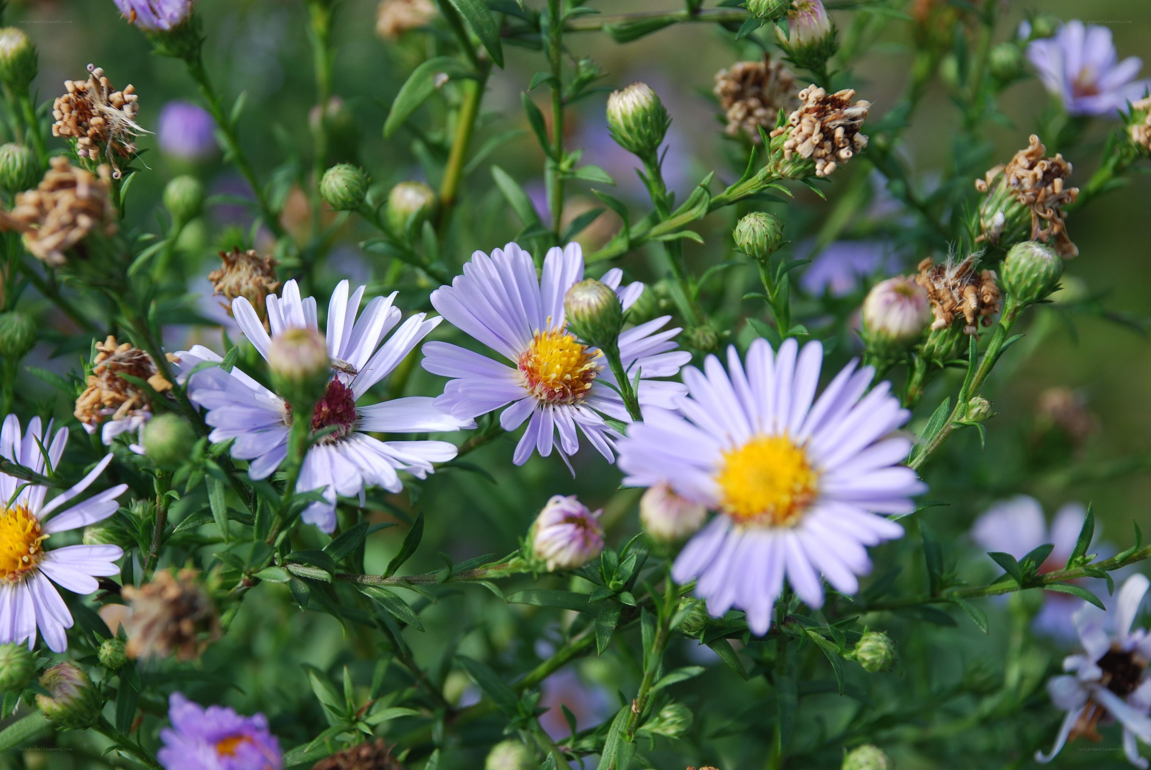 purple aster flowers in bloom