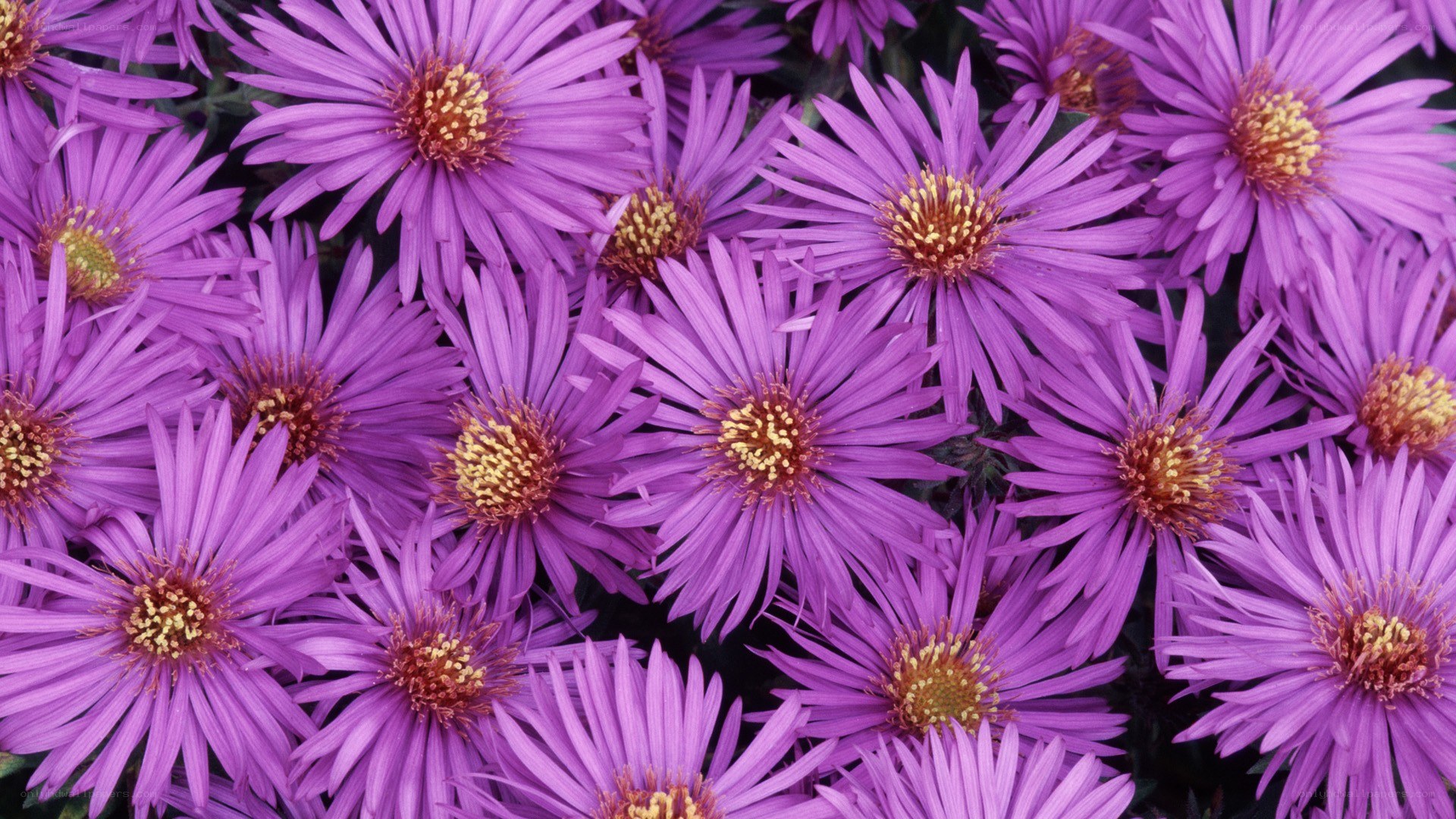 purple aster flowers in bloom