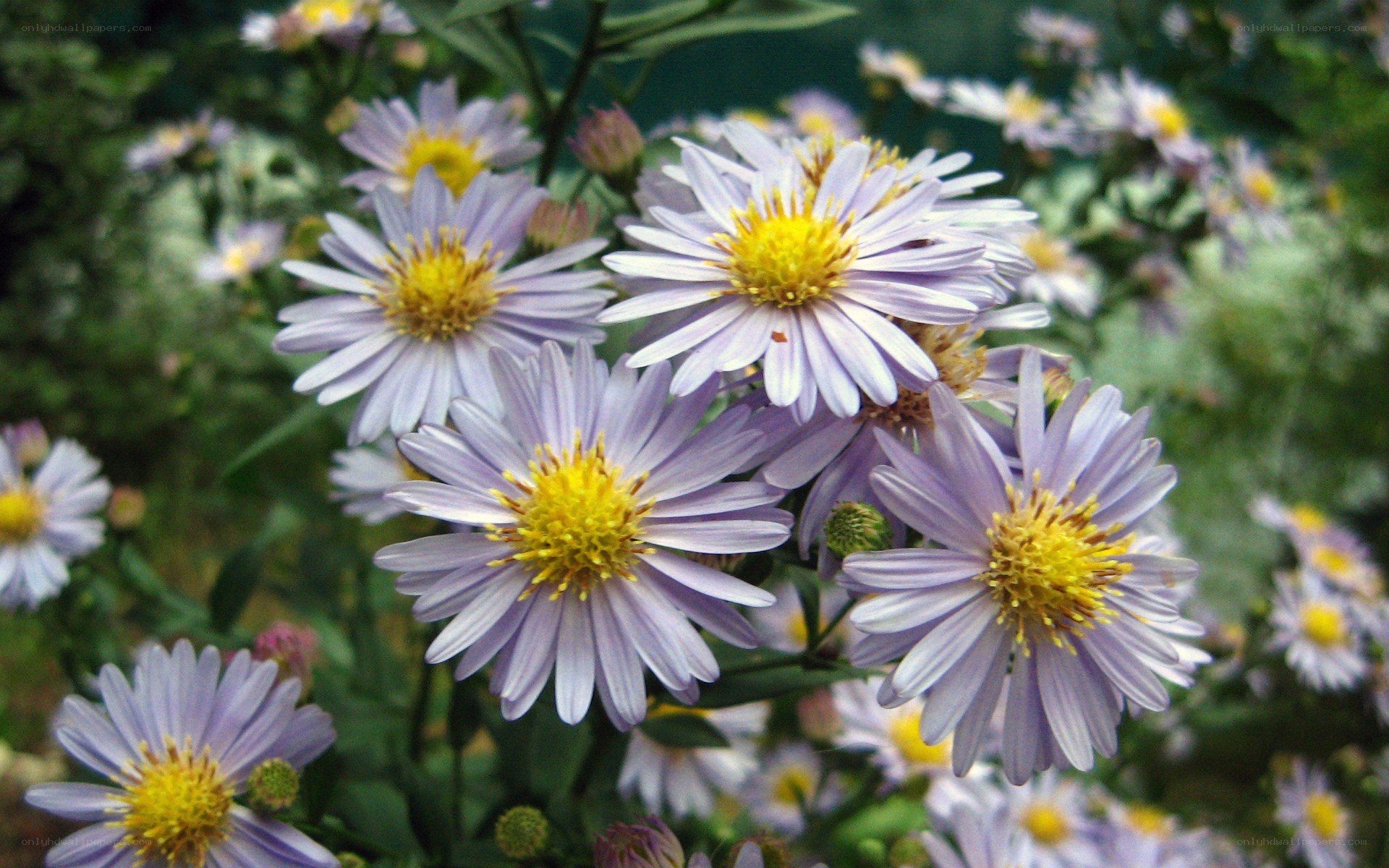 purple aster flowers in bloom