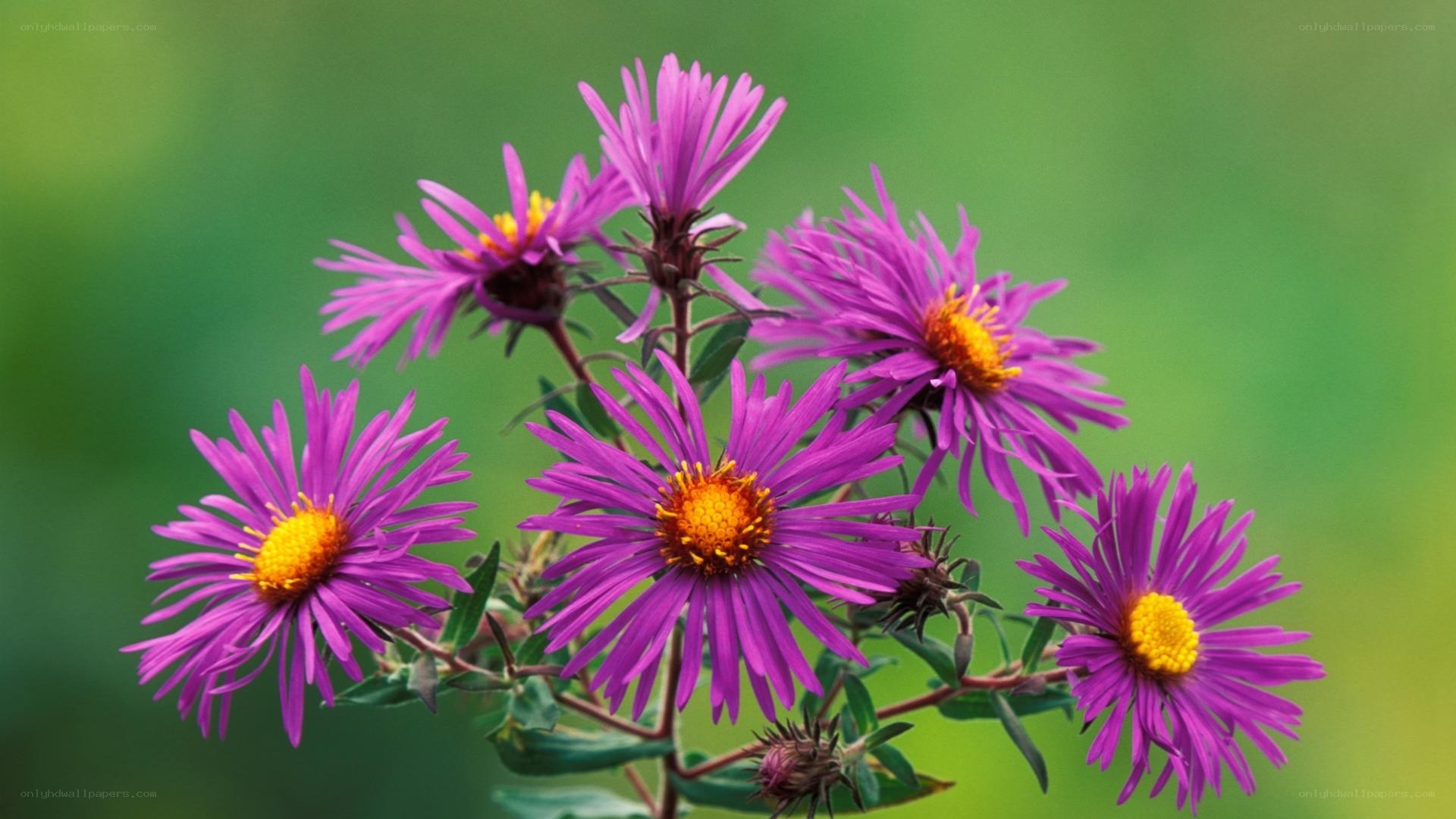 purple aster flowers in bloom