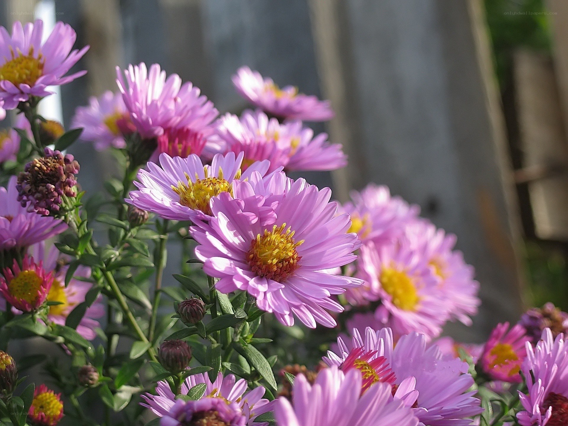 Purple aster flowers in bloom