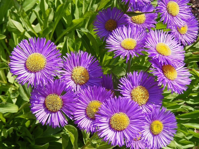 purple aster flowers in bloom