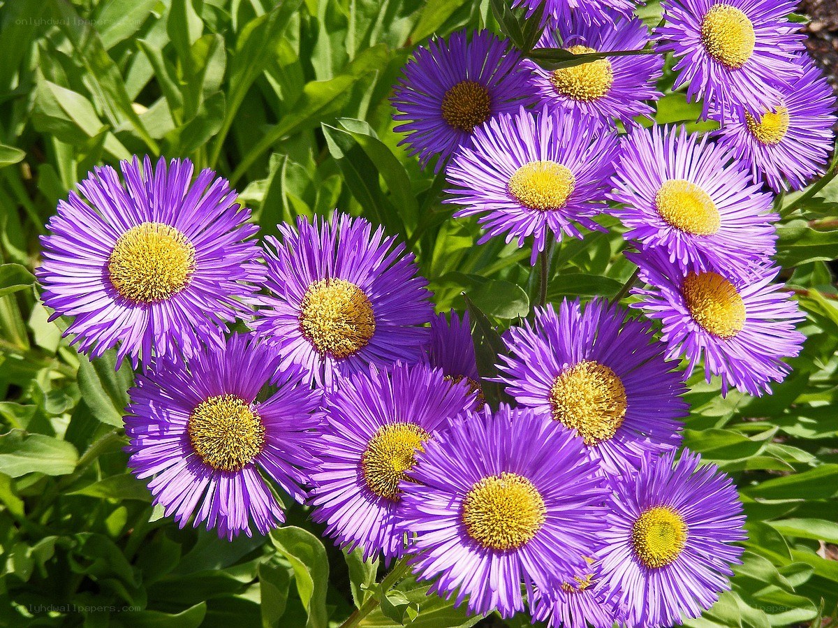 purple aster flowers in bloom