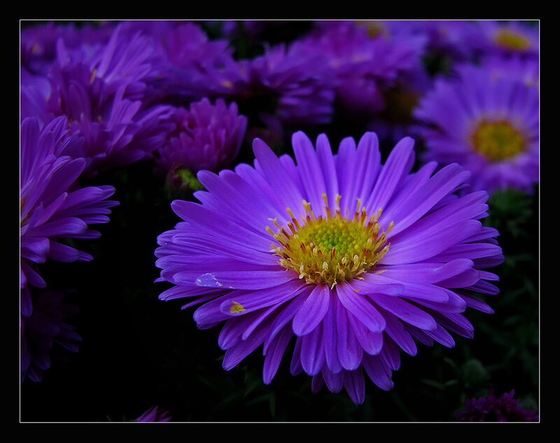 purple aster flowers in bloom