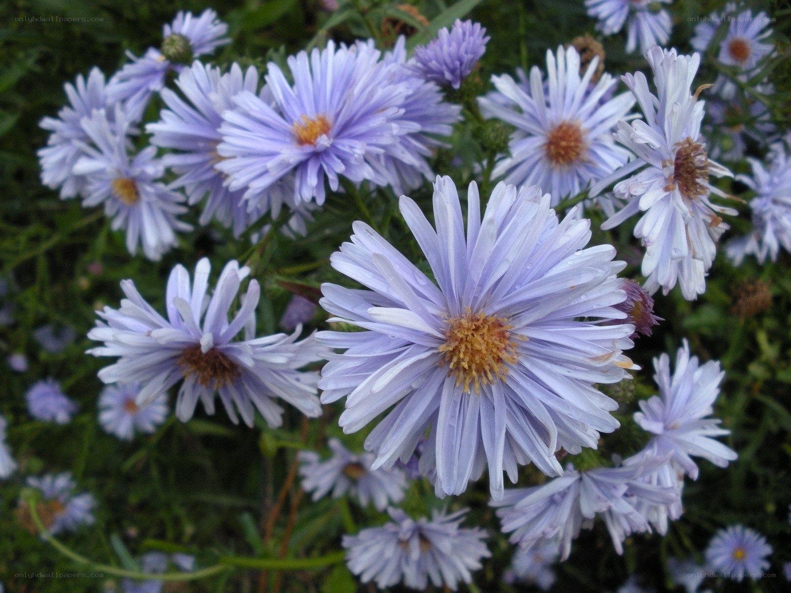 purple aster flowers in bloom